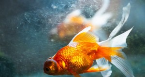 Cocô de peixinho dourado – é normal ou há algo errado?