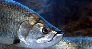 10 Ikan Terbaik untuk Ditangkap di Florida