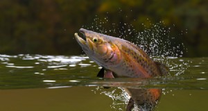 Le guide ultime de la pêche à la truite