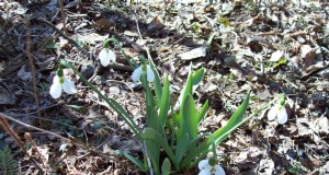 Storie di fattoria:bucaneve, i primi fiori di primavera