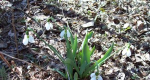 Histoires de ferme :les perce-neige, les premières fleurs du printemps