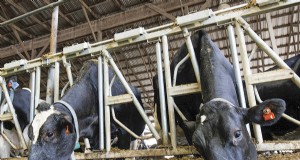 Suggerimenti e trucchi per nutrire le vacche in transizione nei robot